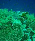 Fond de tombant coralien